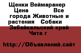 Щенки Веймаранер › Цена ­ 40 000 - Все города Животные и растения » Собаки   . Забайкальский край,Чита г.